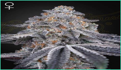 Dosidos x Holy Punch Genetics