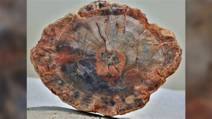 a petrified fossil forms when