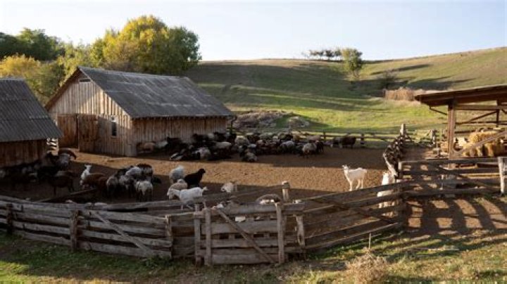 a place where animals are kept