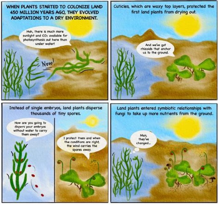 after plants first moved to land, what happened?