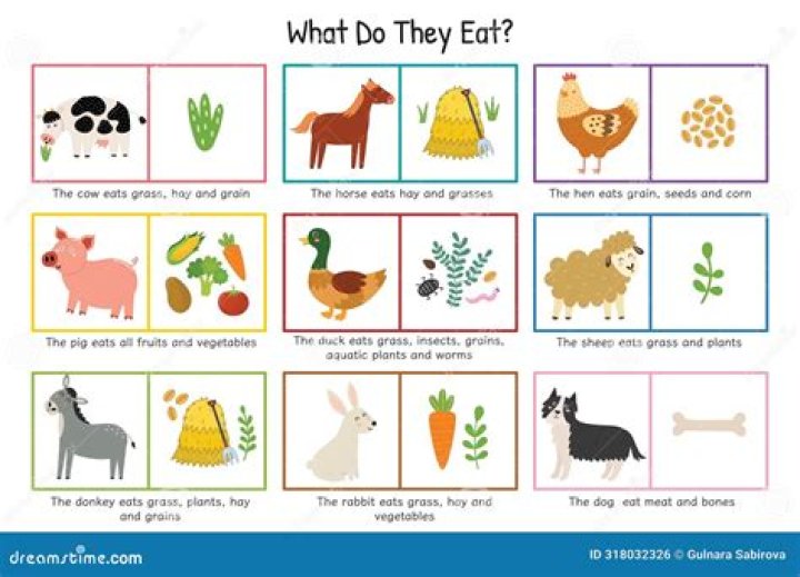 animals and what they eat