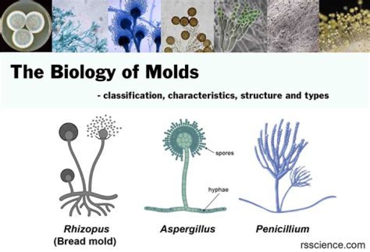 approximately how many species of molds exist