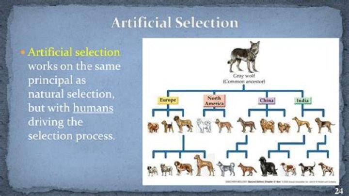 artificial selection occurs when - Lisbd-net.com