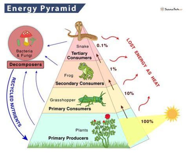 as energy moves from one trophic level to the other, how much energy is retained?