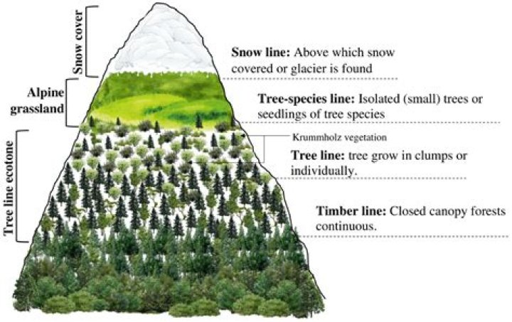 at what altitude do trees stop growing