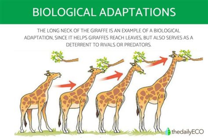 at what level does genetic adaptation occur?