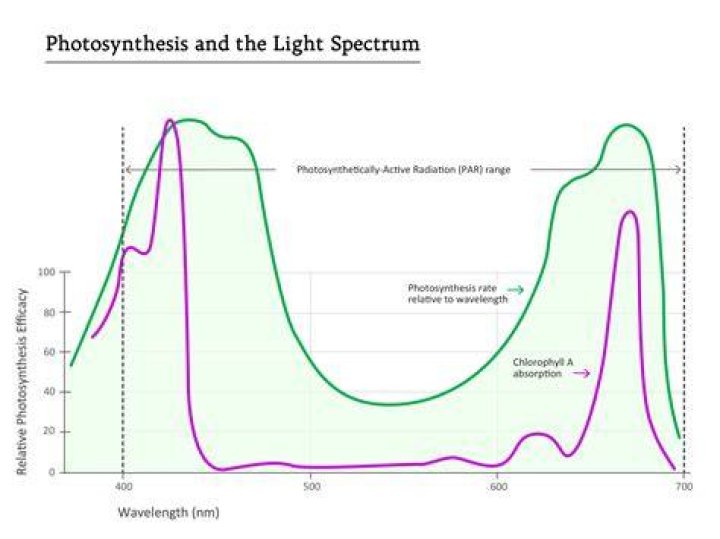 at what wavelength is photosynthetic activity the greatest