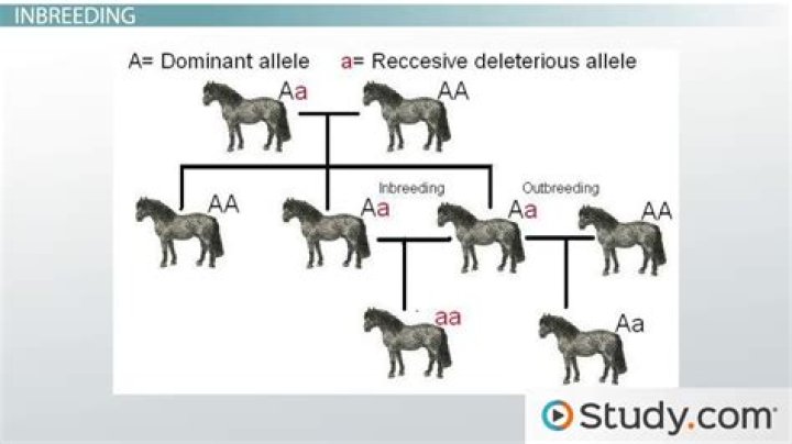can occur only when either interbreeding or the production of fertile offspring