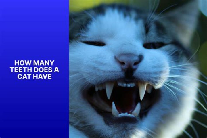 cat teeth how many - Lisbd-net.com