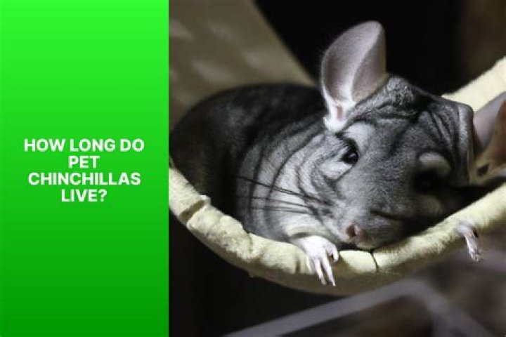 chinchillas how long do they live