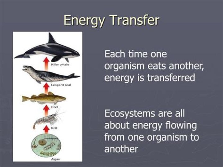 describe how energy is transferred from one organism to another