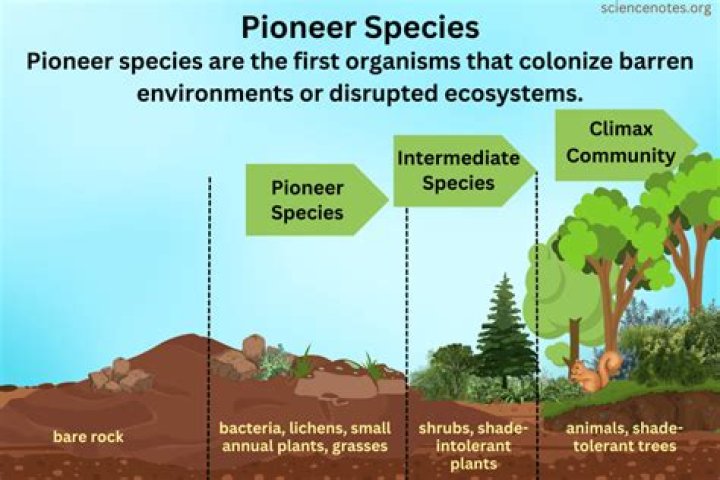 describe what role a pioneer species plays during ecological succession