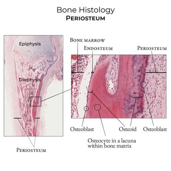describe where the periosteum is found on the surface of a long bone