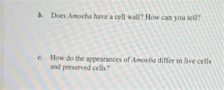 does amoeba have a cell wall how can you tell