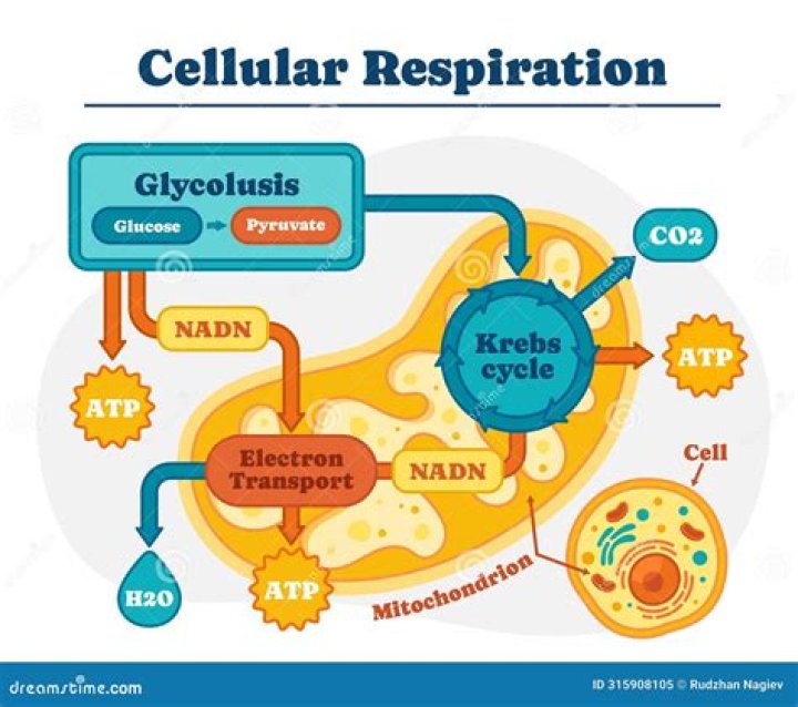 during cellular respiration cells obtain energy for performing work when