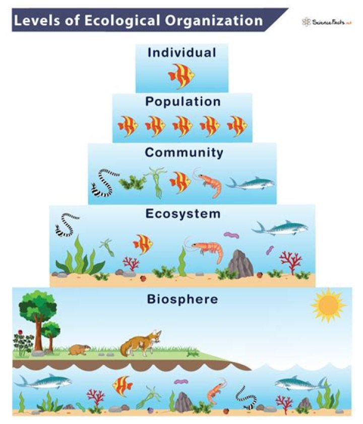 explain how a population differs from a community