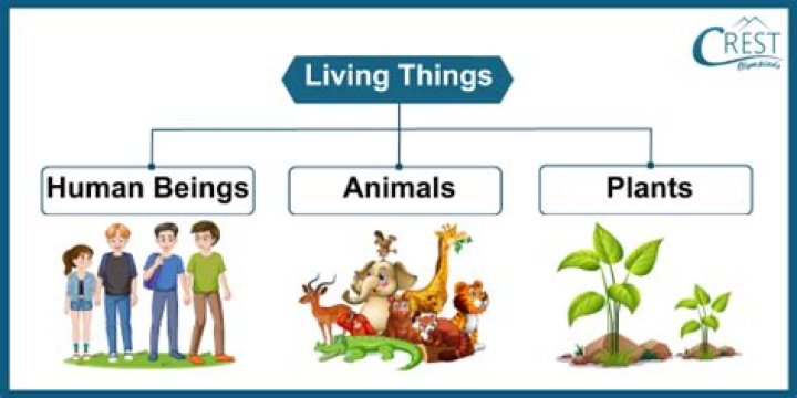explain how every living thing on land depends on soil.
