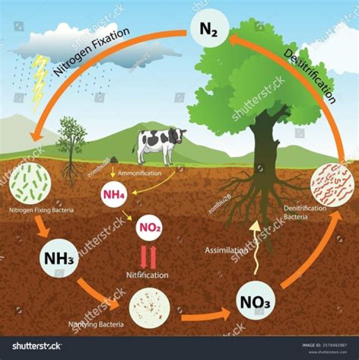 explain how nitrogen cycles through the land and ocean ecosystems