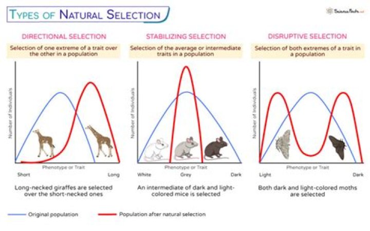 explain how speciation, directional, disruptive, and stabilizing selection affect biodiversity.
