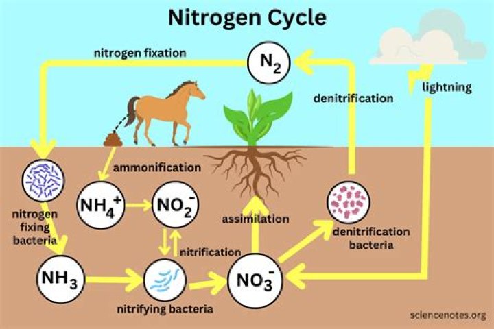 explain how the carbon, oxygen, and nitrogen cycles are similar.