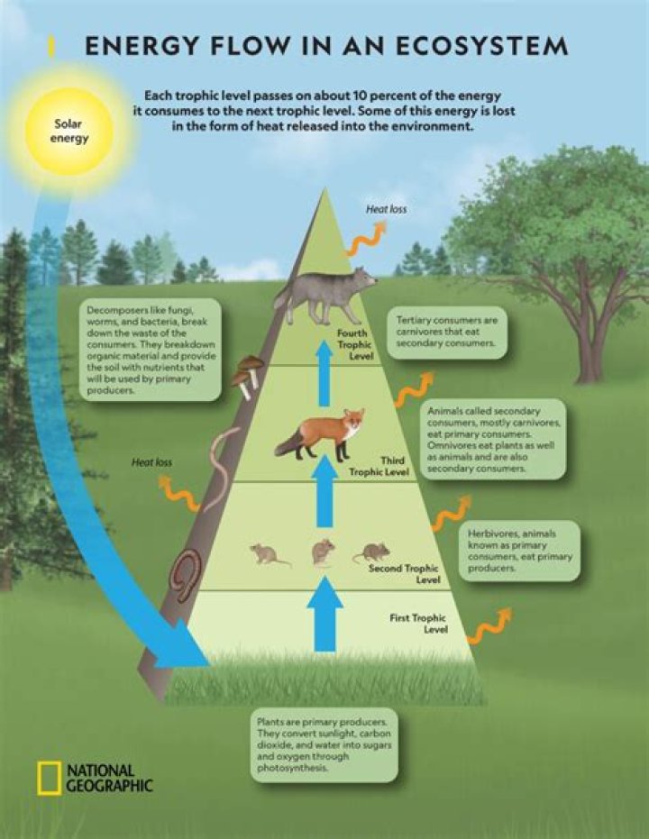 explain how the law of conservation of energy is obeyed in a food chain.