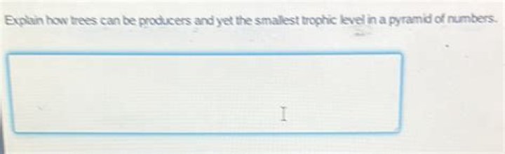 explain how trees can be producers and yet the smallest trophic level in a pyramid of numbers.