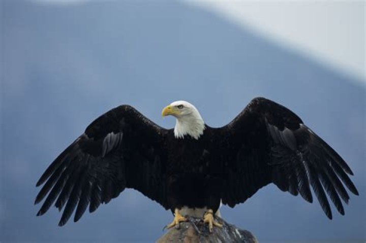 explain how wings are an adaptation for birds