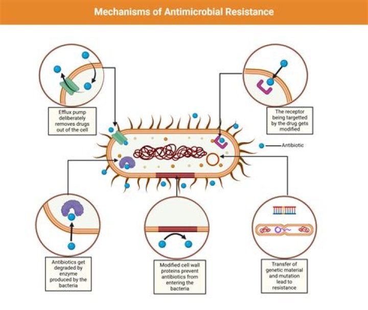 explain the cellular functions that occur when antibiotics attack a bacteria cell.
