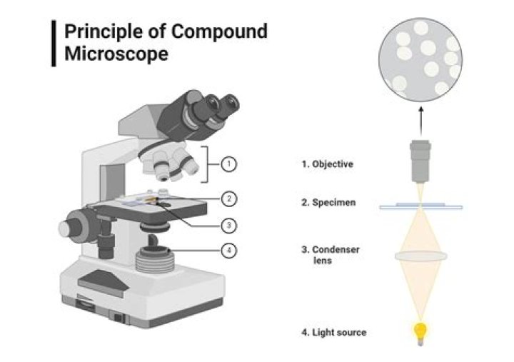 explain why the light microscope is called the compound microscope