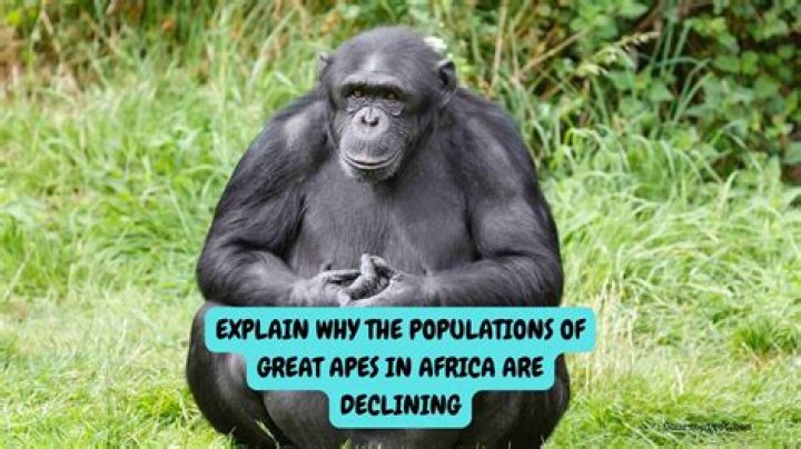 explain why the populations of great apes in africa are declining.