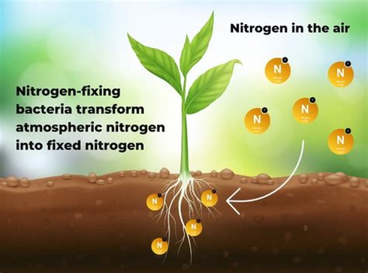 for what do organisms use nitrogen