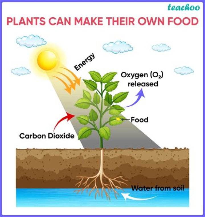 fungi cannot make their own food through photosynthesis. how do they take in nutrients?