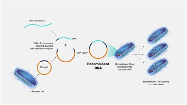 give a specific example of how the introduction of a gene into a bacterium