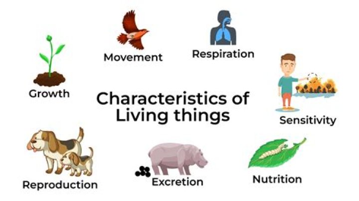 give an example of how structure is related to function in living things