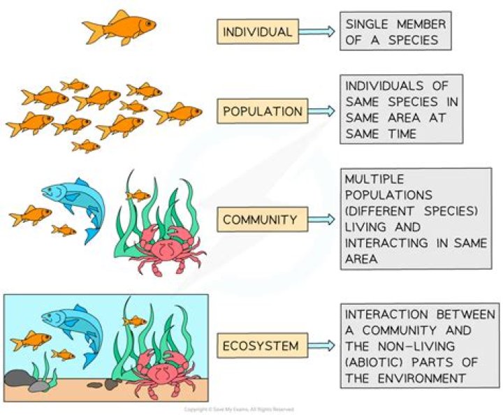 give an example of how two organisms are interdependent