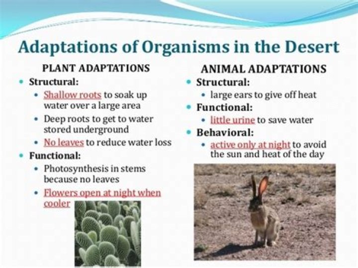 how animals adapt to the desert