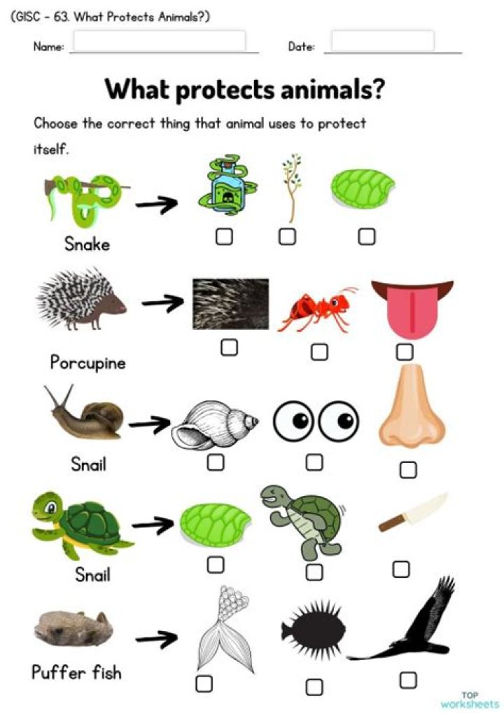 how animals protect themselves worksheet