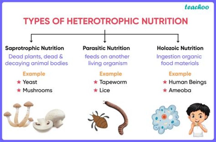 how are all animals alike as heterotrophs?