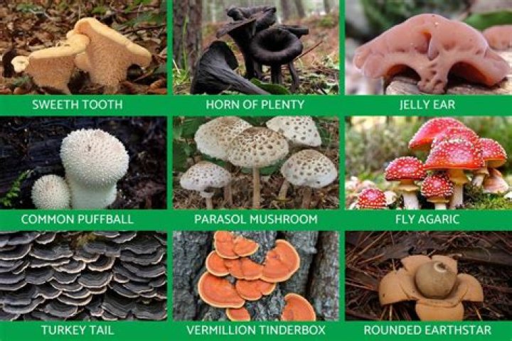 how are animals and fungi similar