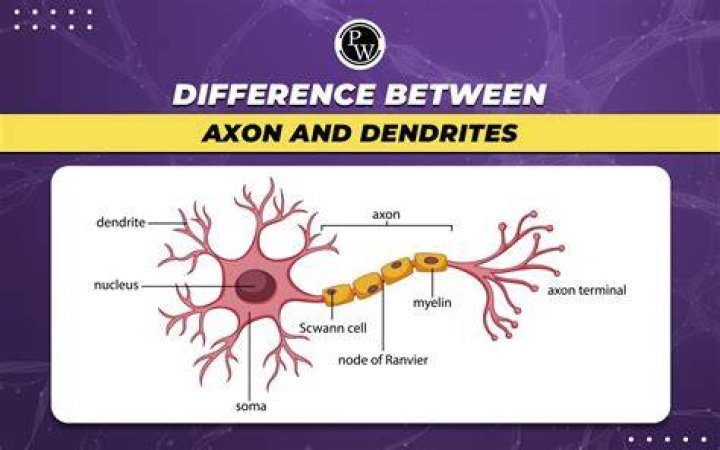 how are axons and dendrites alike