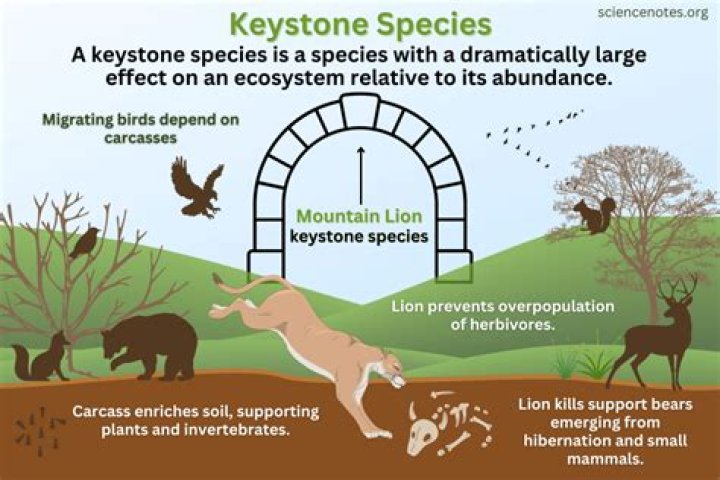 how are beavers a keystone species