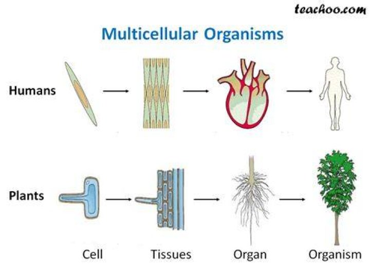how are cells organized in multicellular organisms