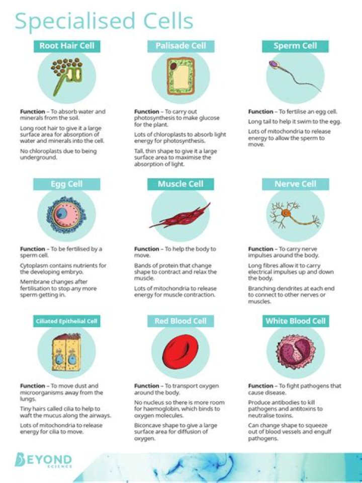 how are cells specialized - Lisbd-net.com