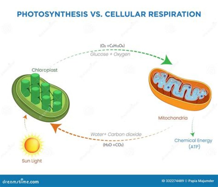 how are cellular respiration and photosynthesis related in terms of energy