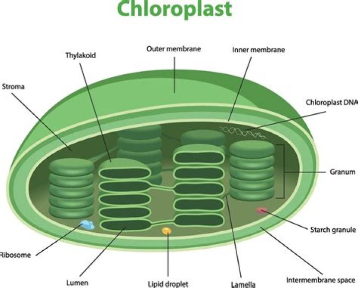 how are chloroplasts like mitochondria