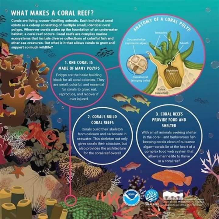 how are corals affected by cloudy, muddy water