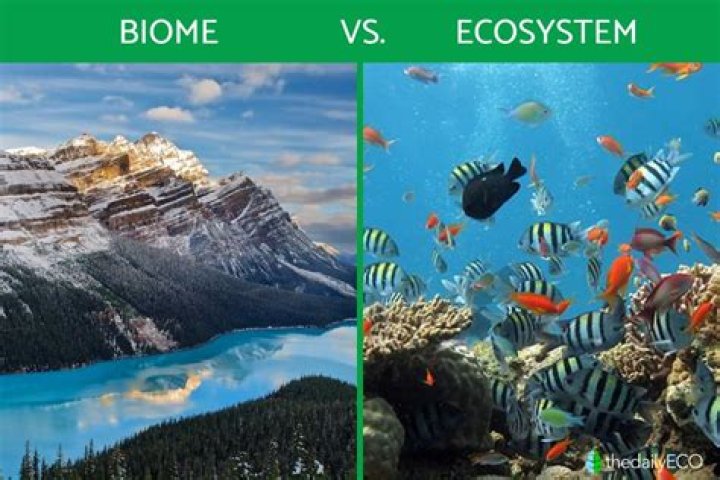 how are ecosystems and biomes related