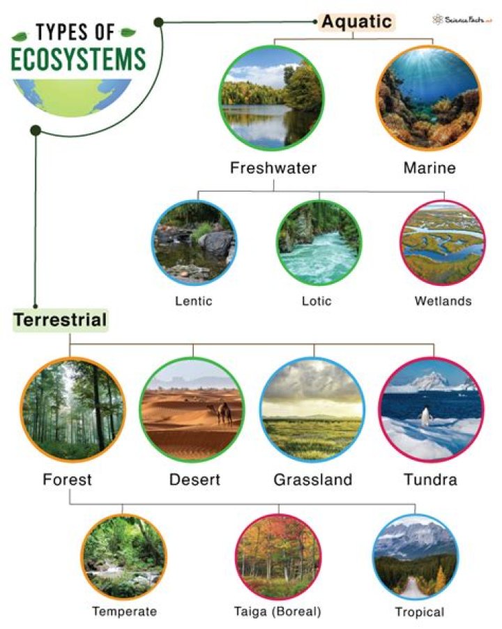 how are ecosystems different from biomes