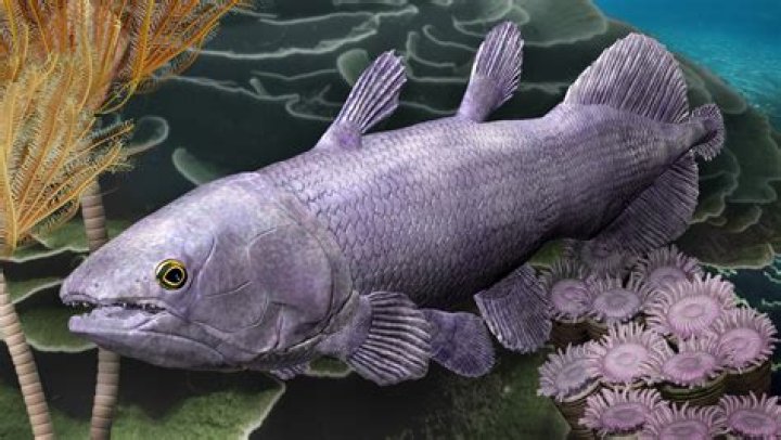 how are fish different from other animals
