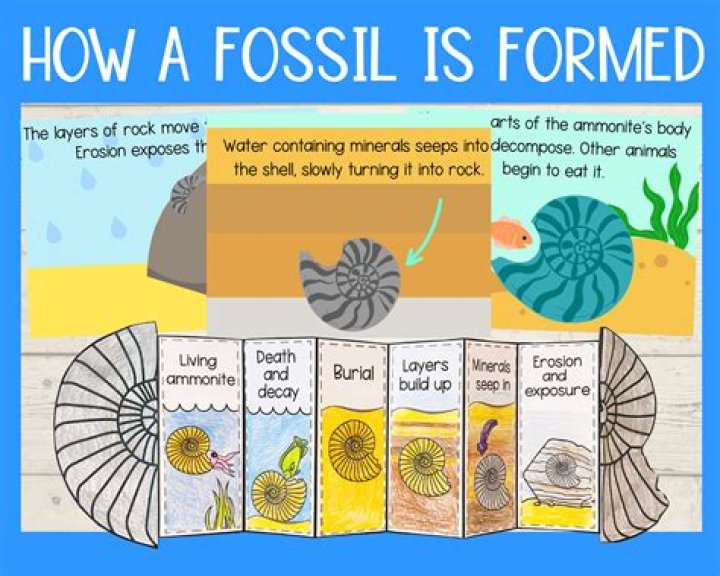 how are fossils useful - Lisbd-net.com